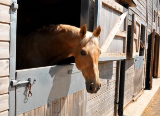 Make a Stable for Your Horses and Keep Them Protected