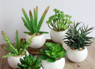 16 Types of Succulents for Your Living Room Decoration