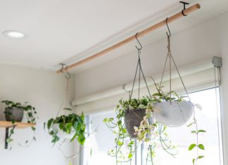 16 Vine Plant Ideas for Your Home Window Decorations