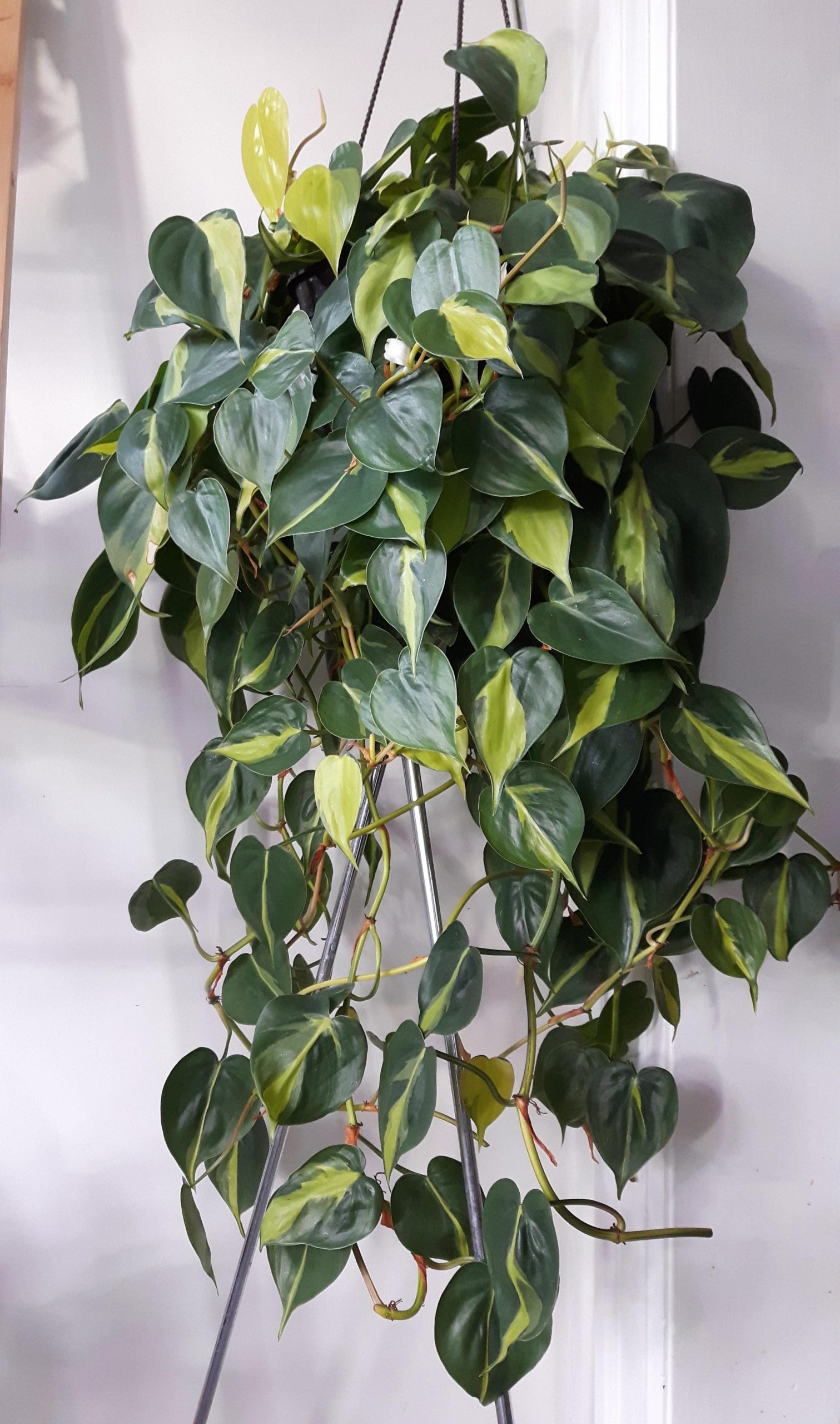 Philodendron Brazil (Philodendron Hederaceum Brazil)