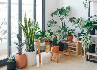 23 Air Cleaning Plant Ideas to Make Your Home Fresher