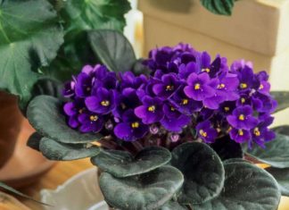 21 Ornamental Plants That Can Grow from Cutting