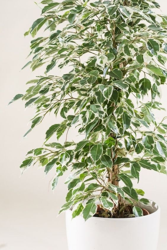 Ficus Benjamina (Weeping Fig)
