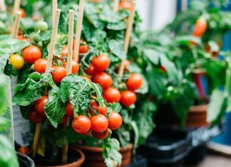 20 Vegetables to Grow in A Container : Make A Simple Garden in Your Home