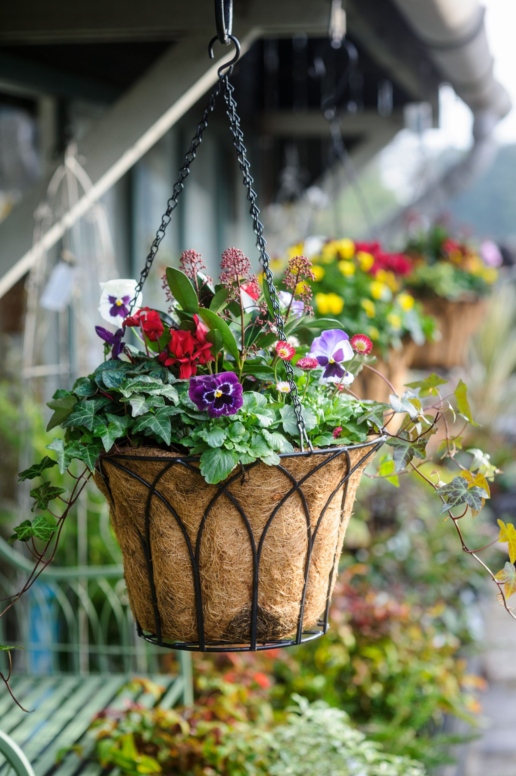 Hanging Basket for Plants