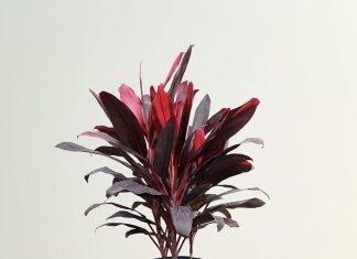 16 Red Tropical Plant Ideas to Add Striking Accent in Your House