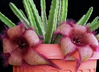 18 Stapelia Variety Ideas : A Striking Flowery Cactus for Desert-like Nuance
