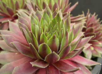 17 Sempervivum Variety Ideas : Beautiful Rosette Succulent Garden