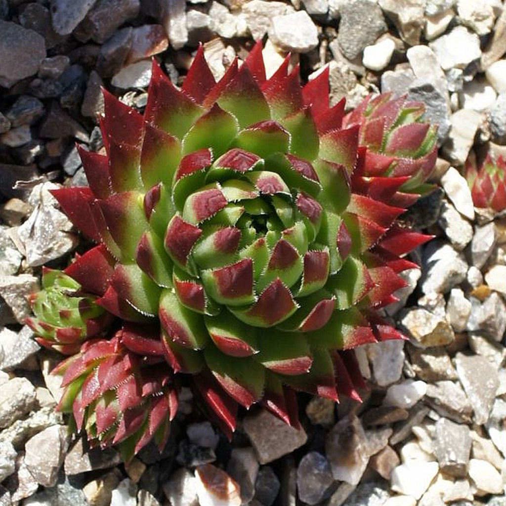 17 Sempervivum Variety Ideas Beautiful Succulent Garden