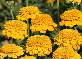 17 Yellow Annual Flower Ideas to Make A Striking Summer Garden
