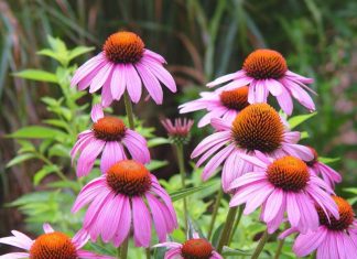 19 Self-Seedling Plants that Will Pop Up Again from Years to Years