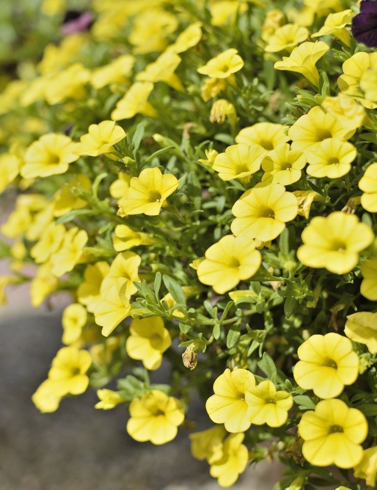 Calibrachoa