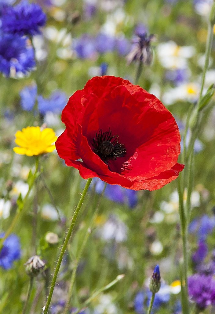 Common Poppy