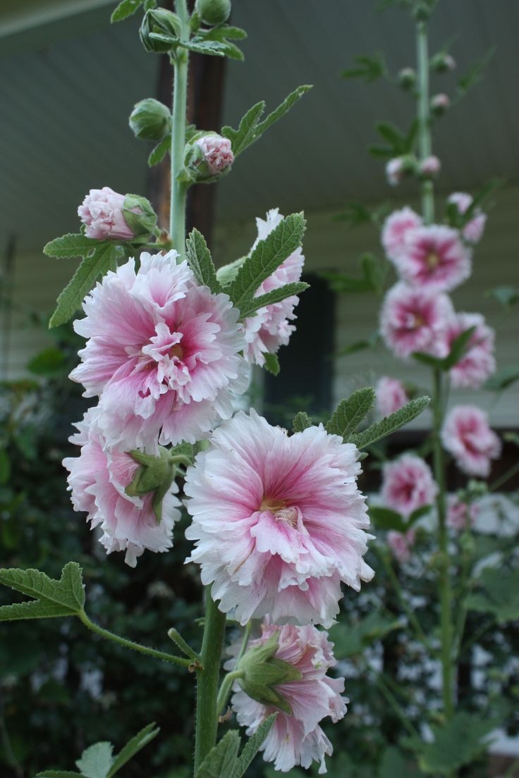 Hollyhock