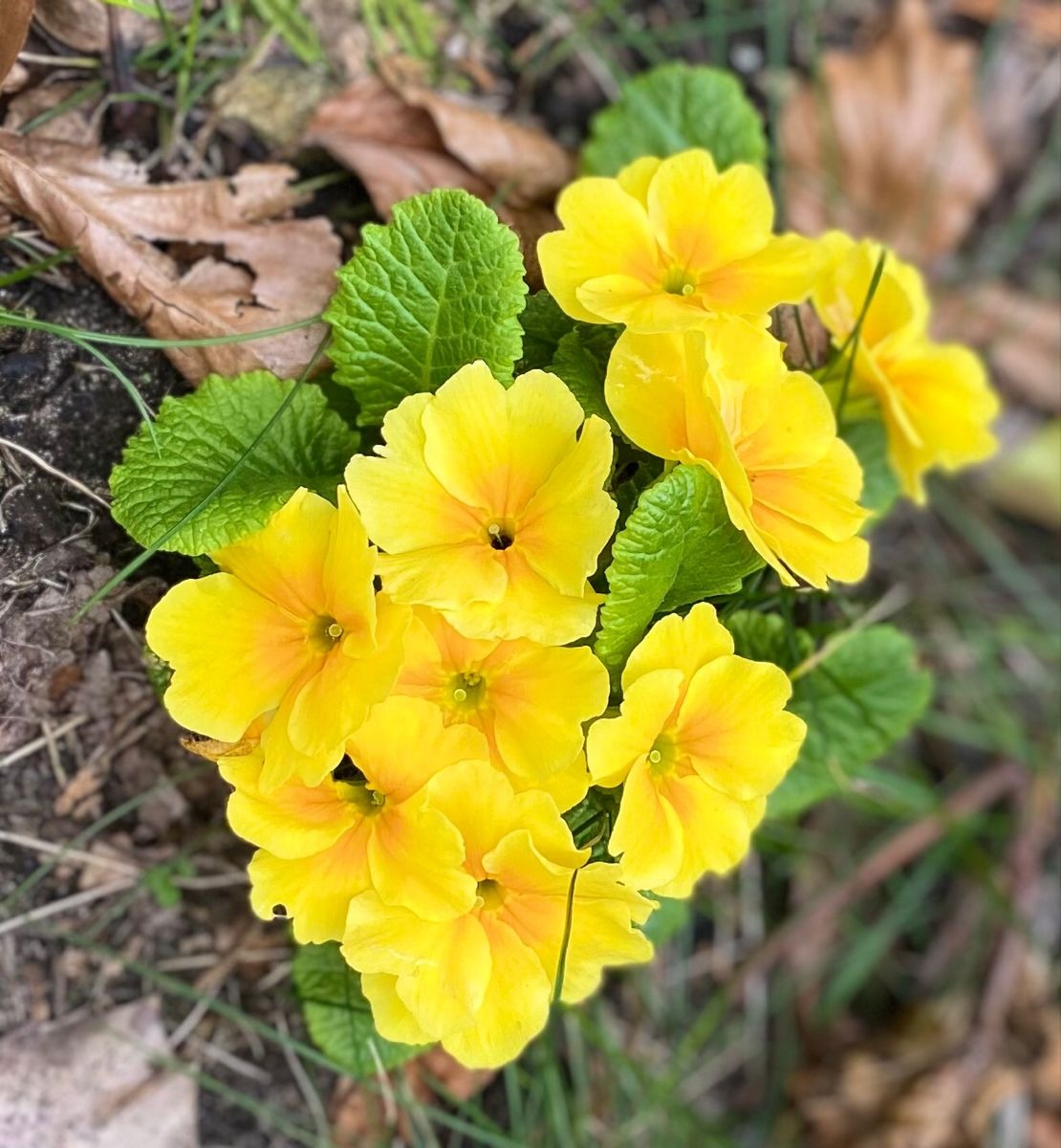 Nemesia