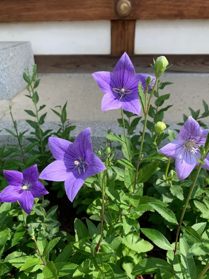 Balloon Flower