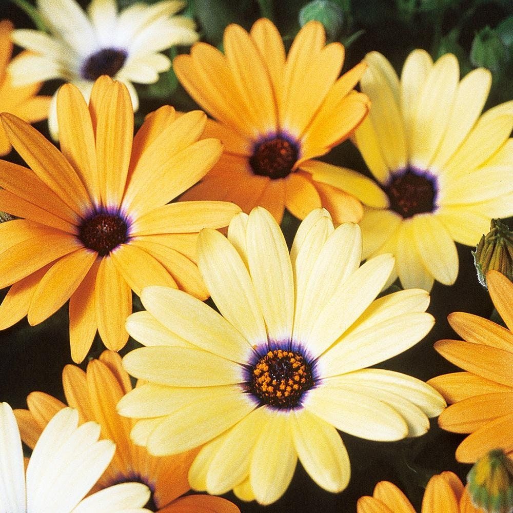 African Daisy