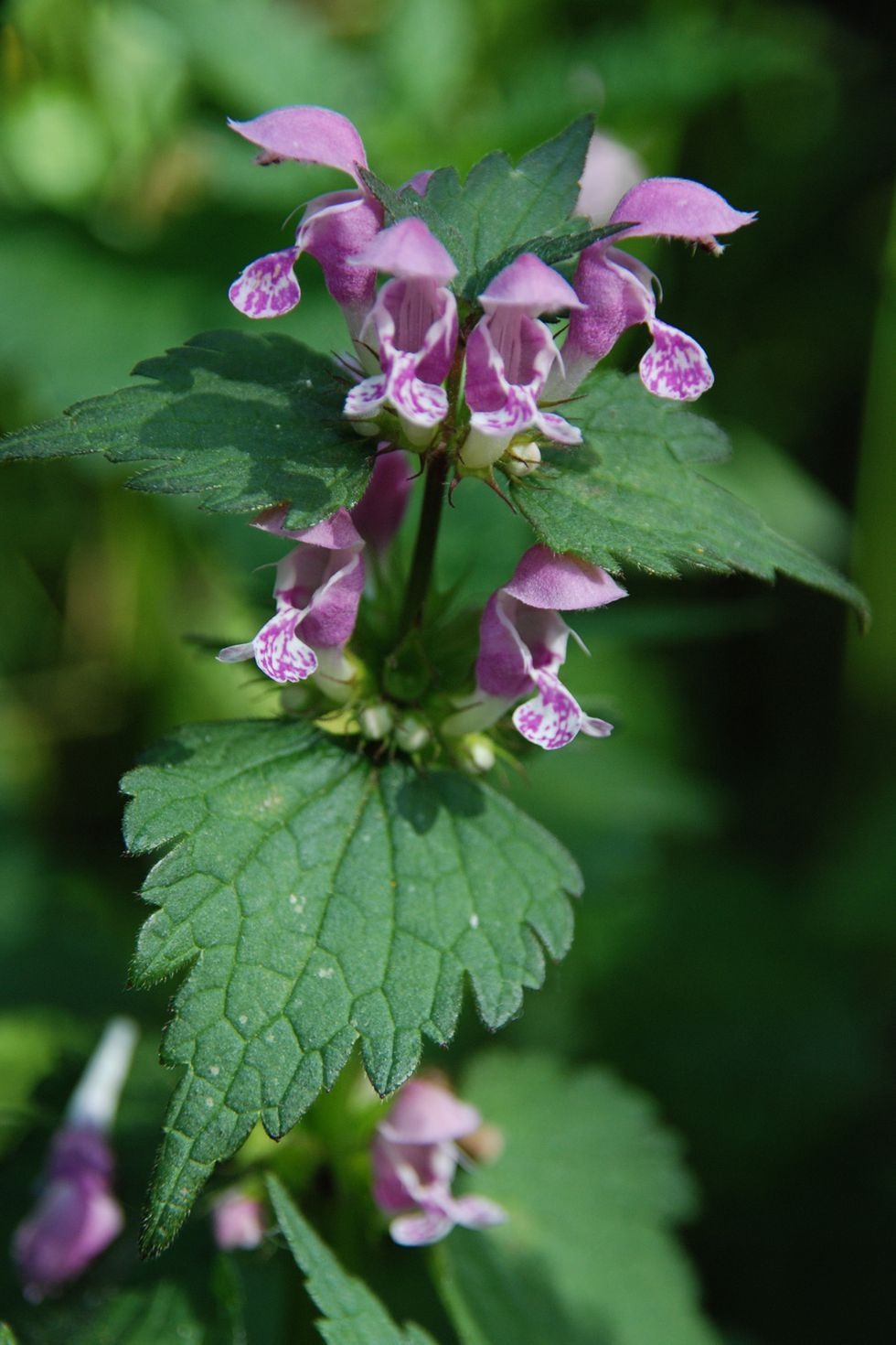 Deadnettle