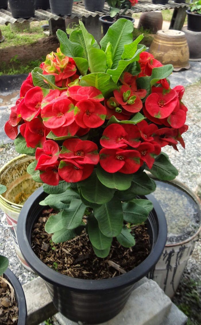 Euphorbia