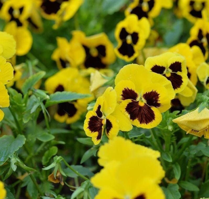 Pansies