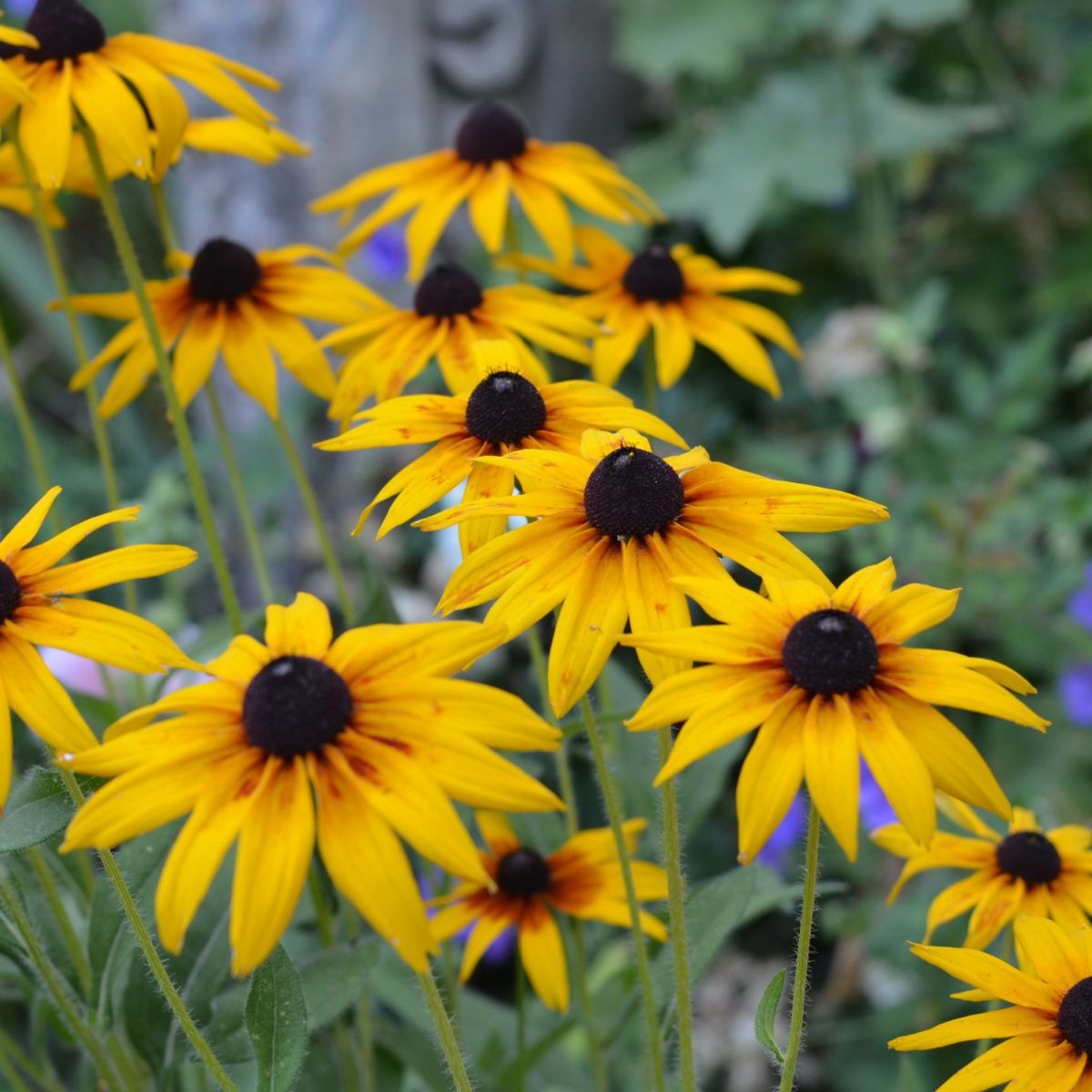 Black-Eyed Susan