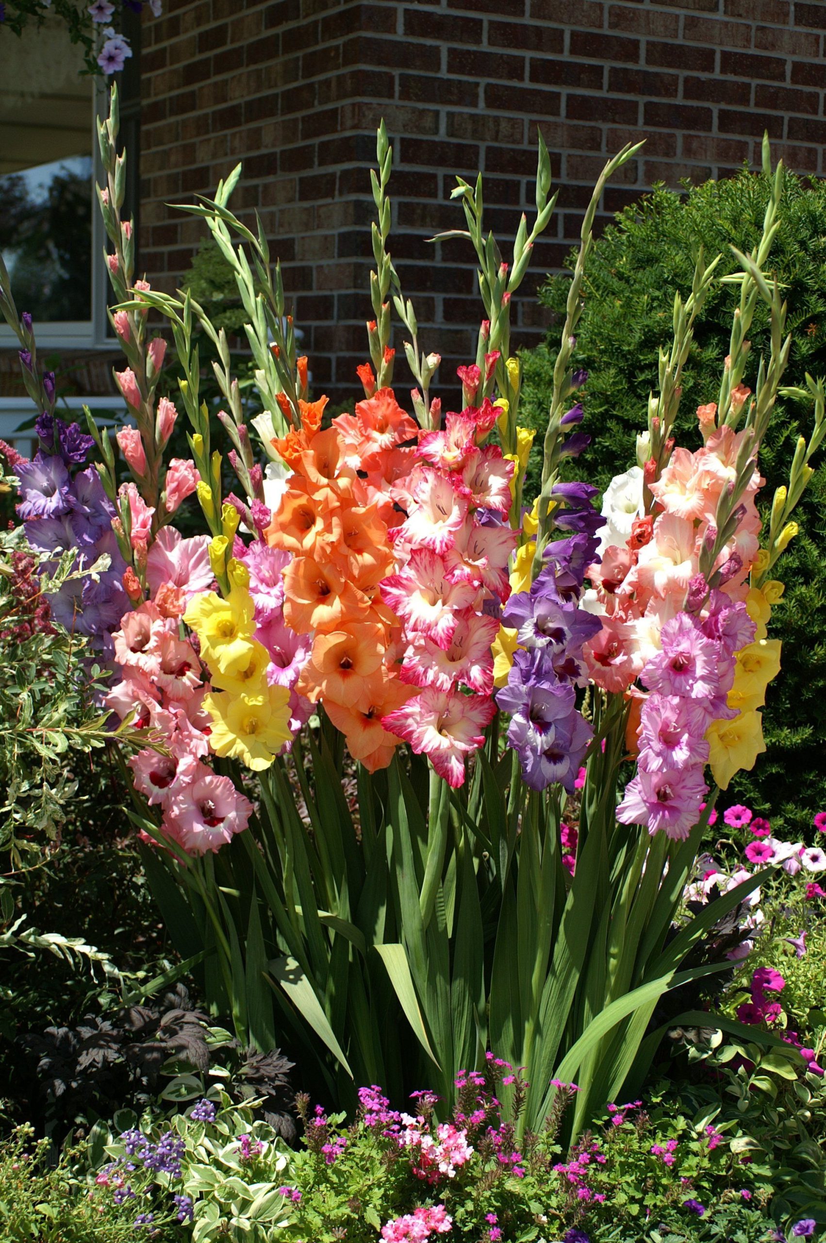 Gladiolus