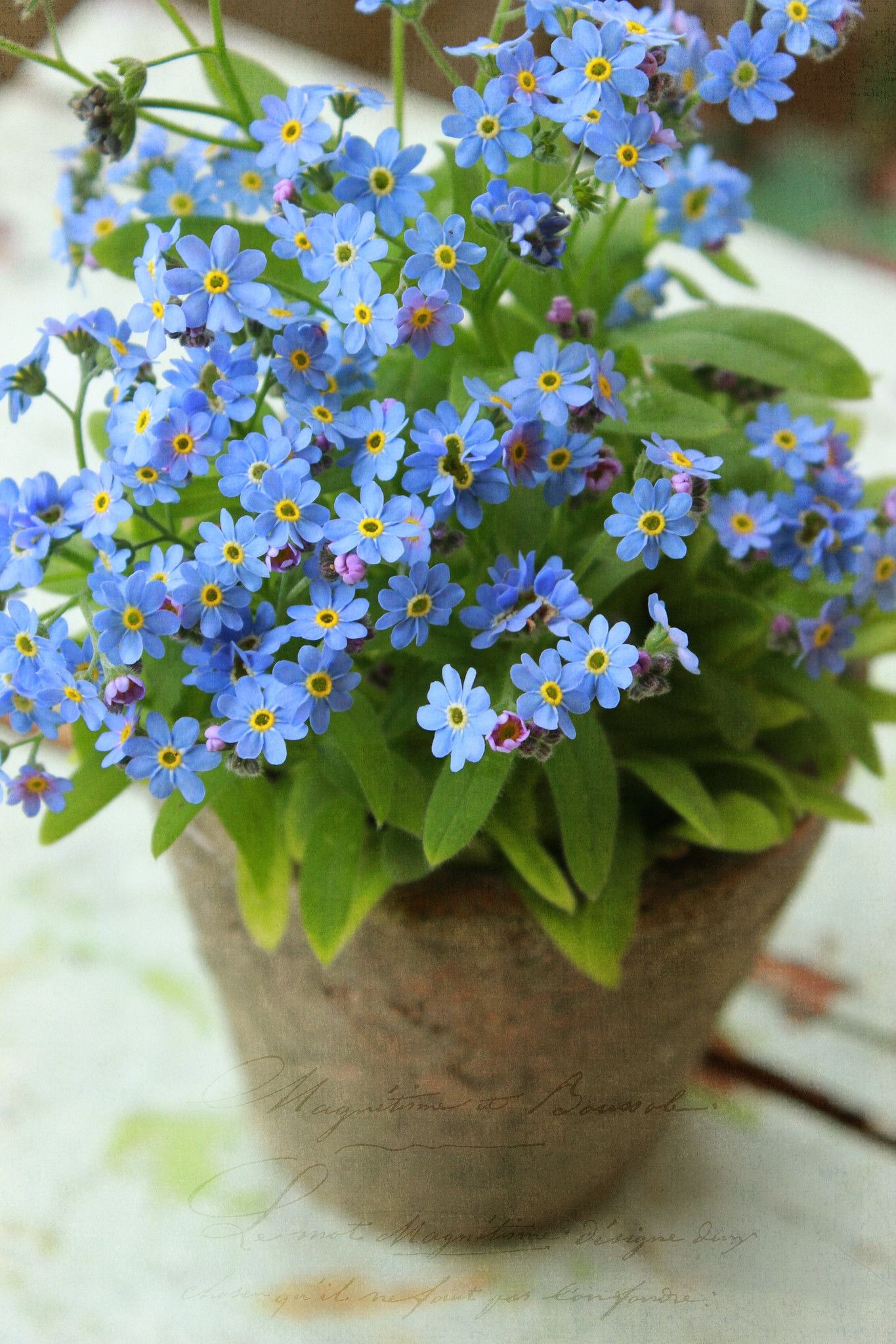 Forget-Me-Not