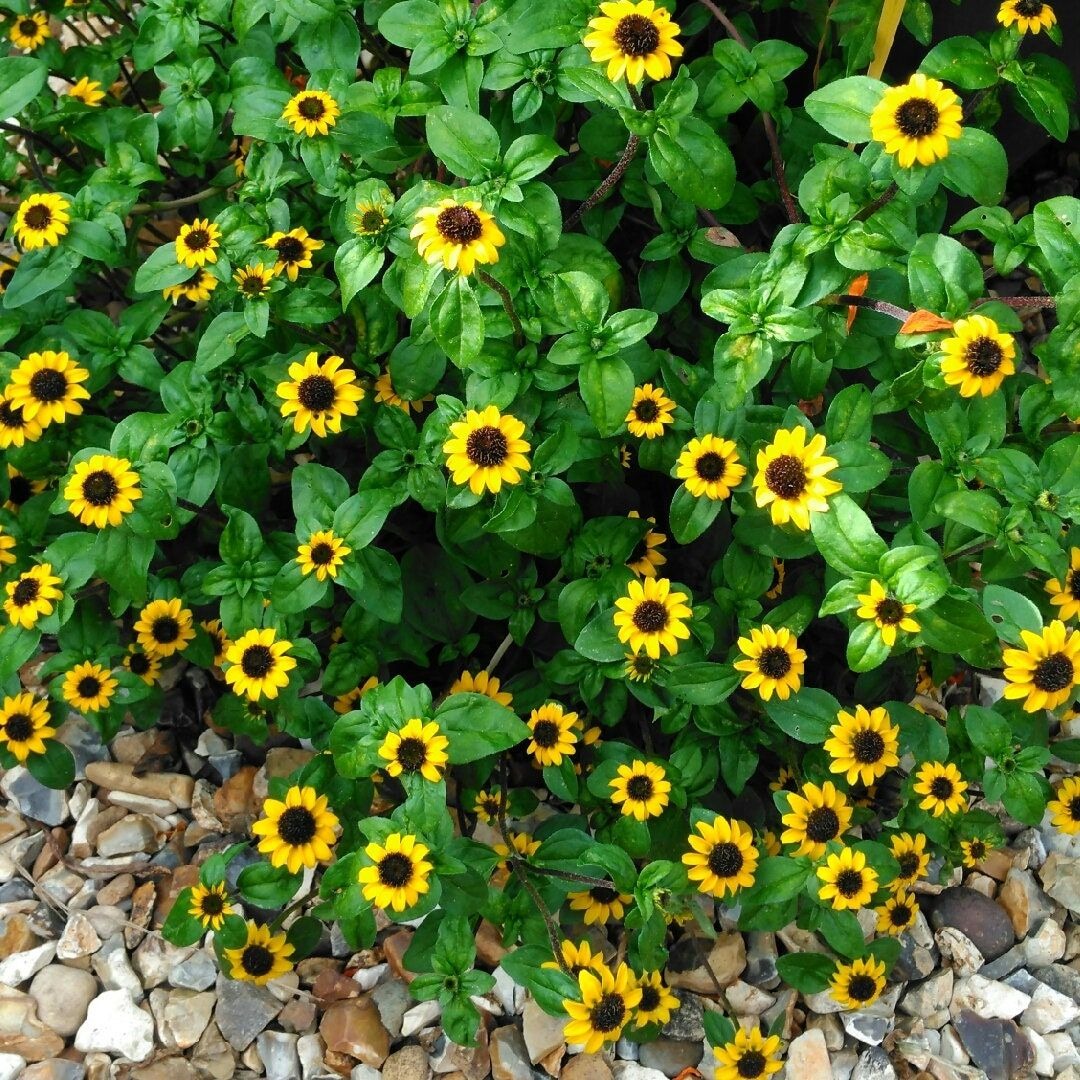 Creeping Zinnia