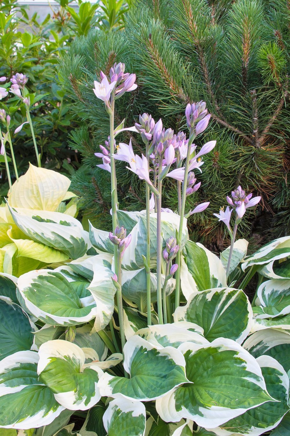 Hosta