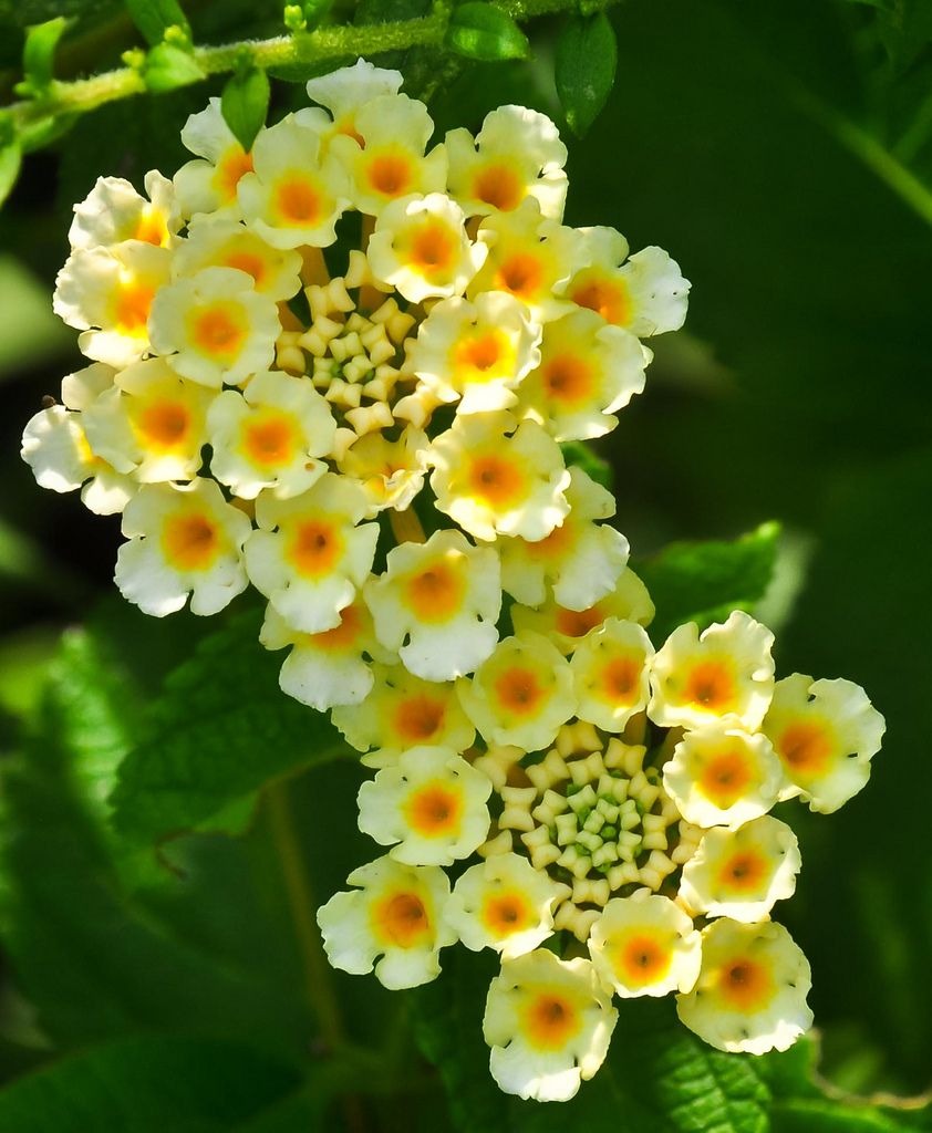 Lantana