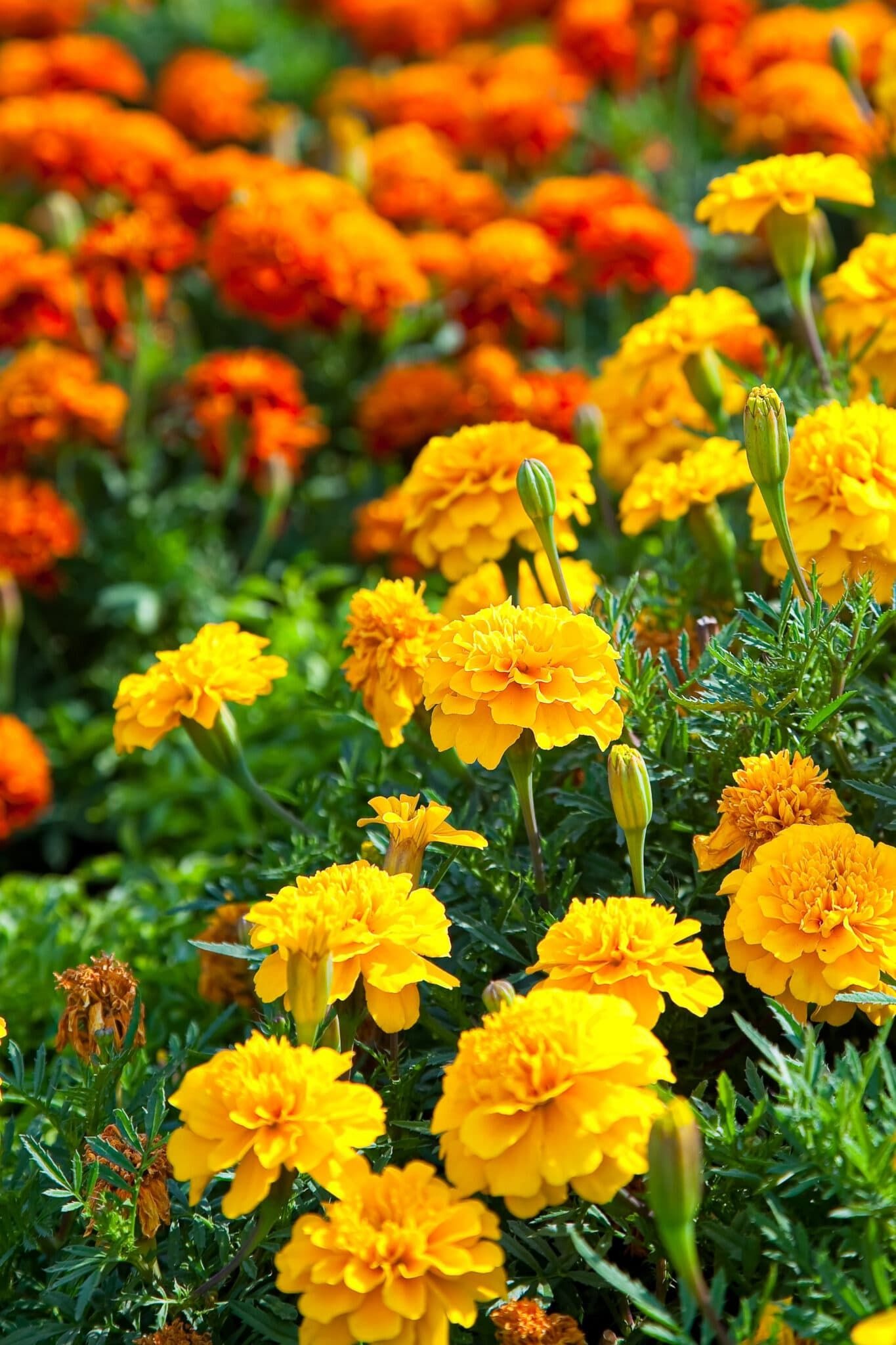 Marigold