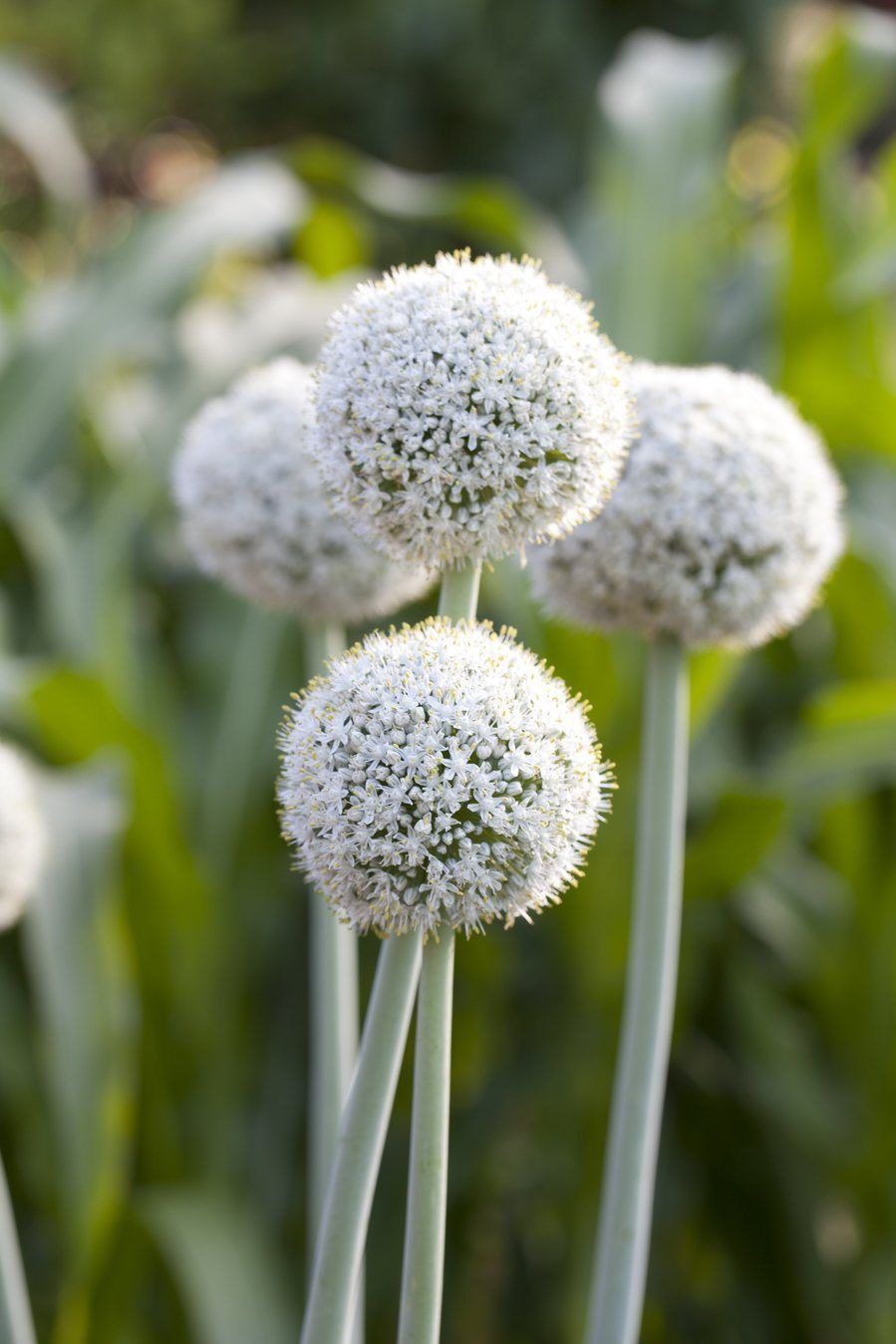 Allium