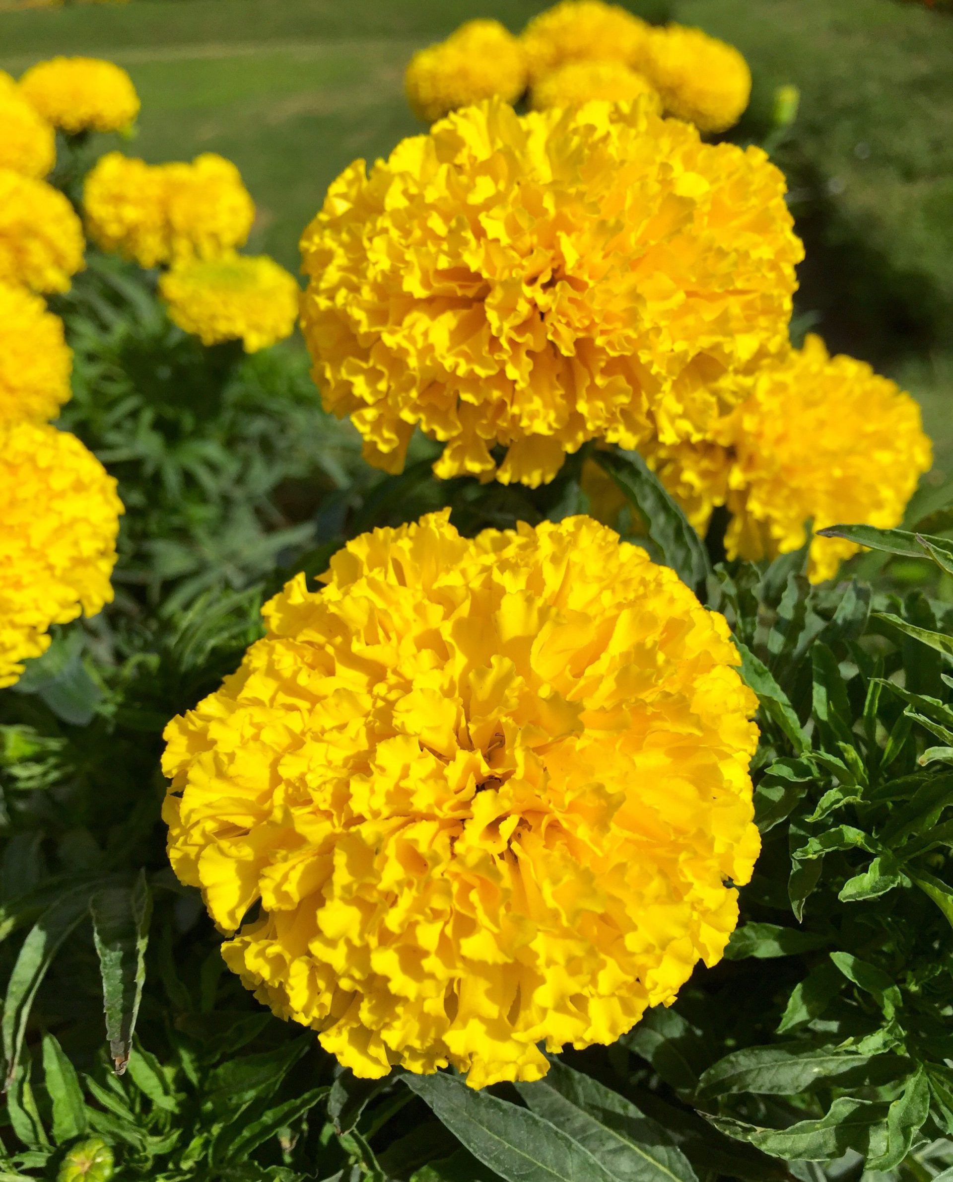 Marigolds