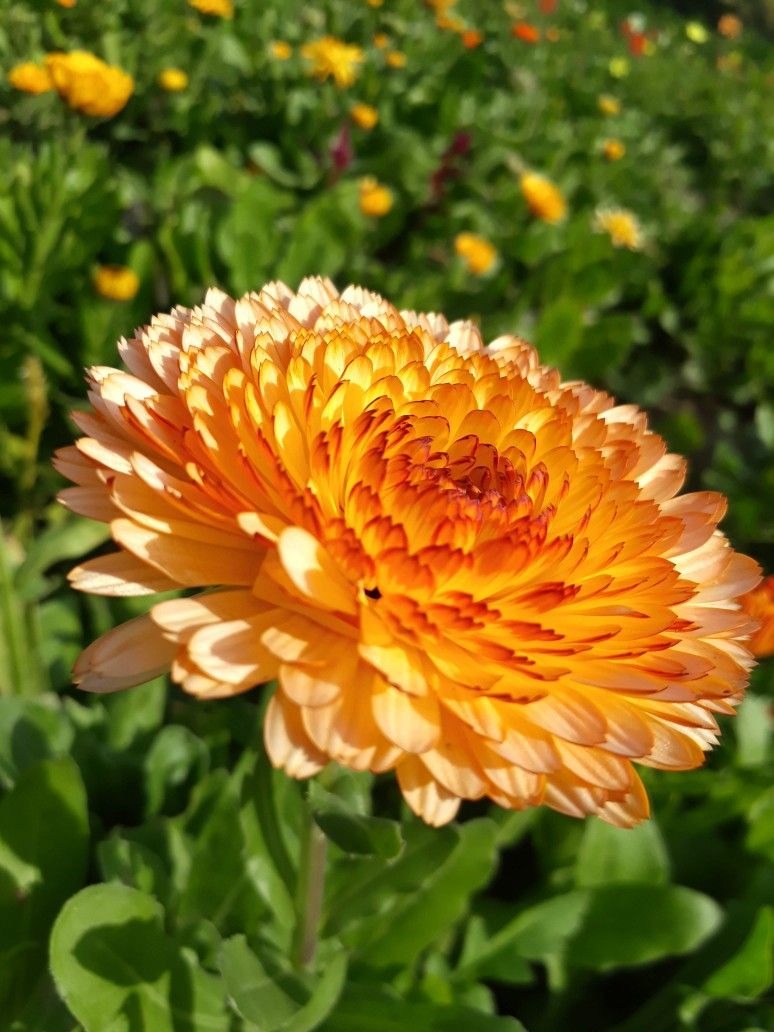 Calendula