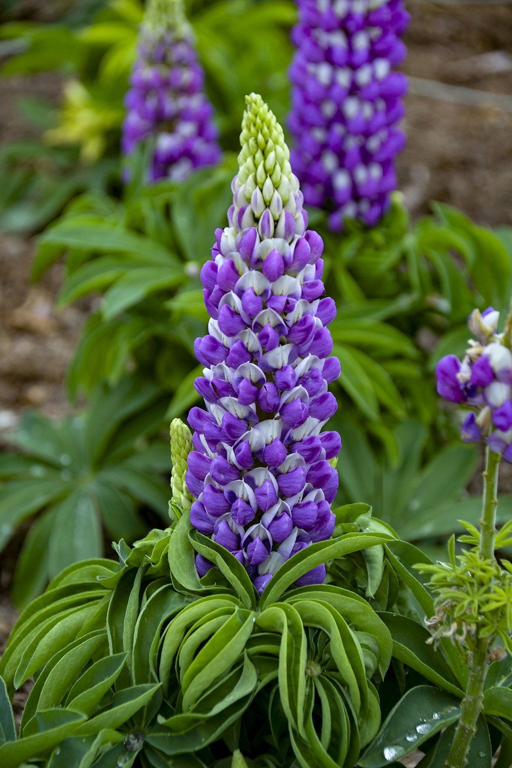 Lupine