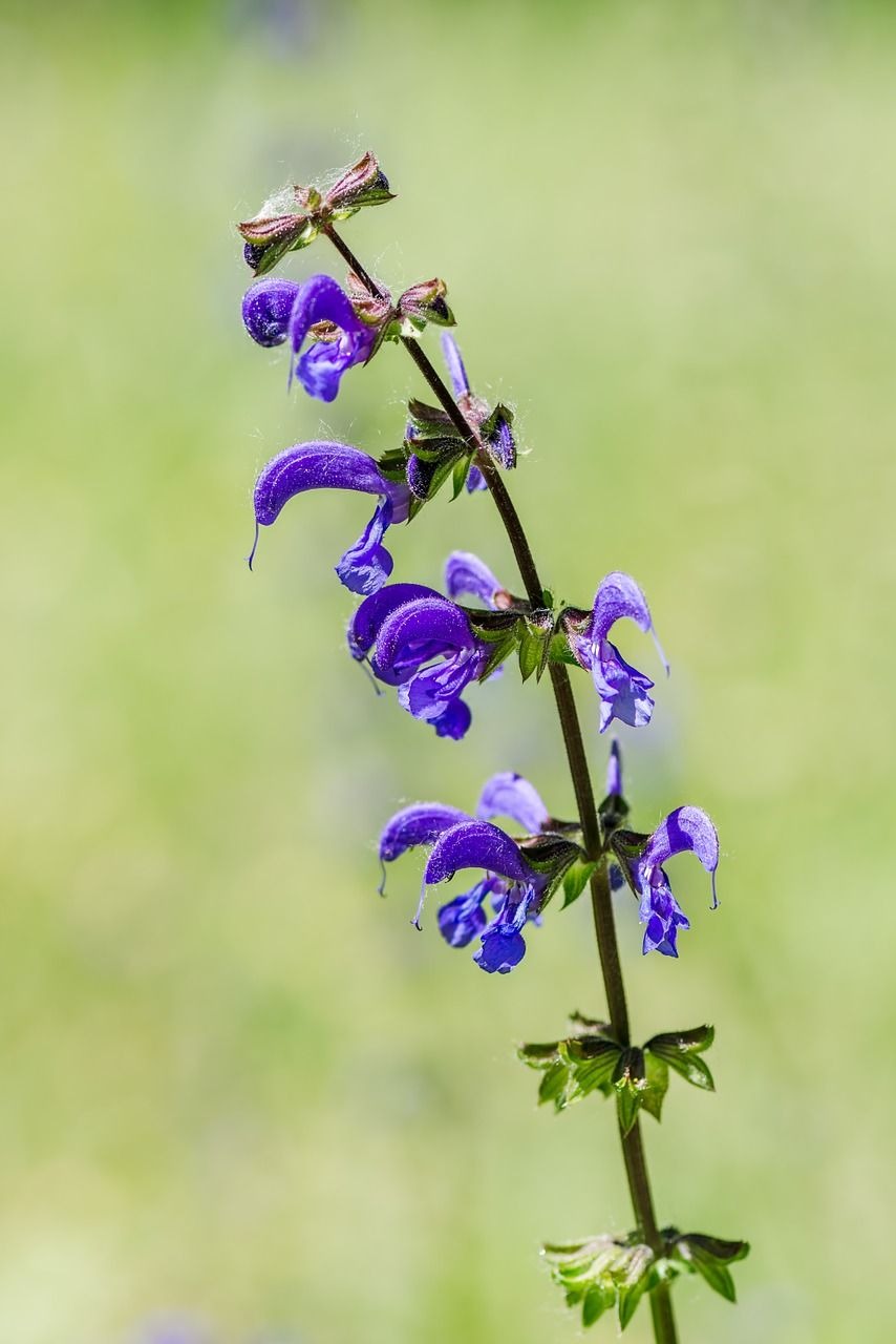 Clary Sage