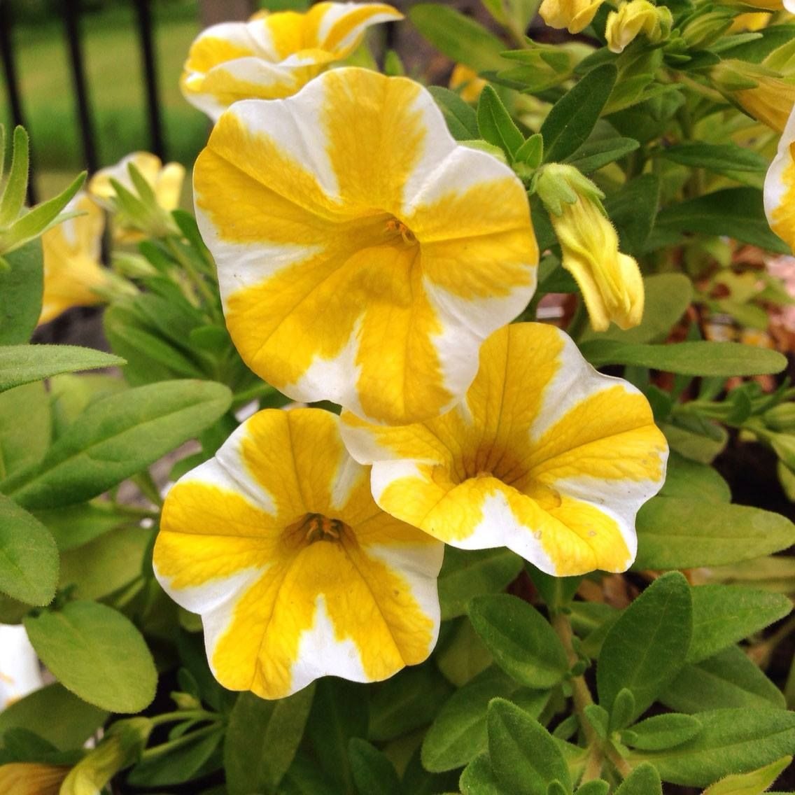 Petunias