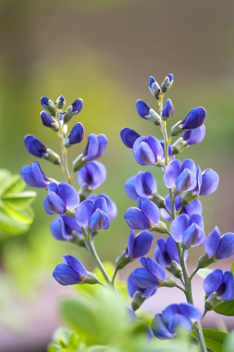 False Indigo