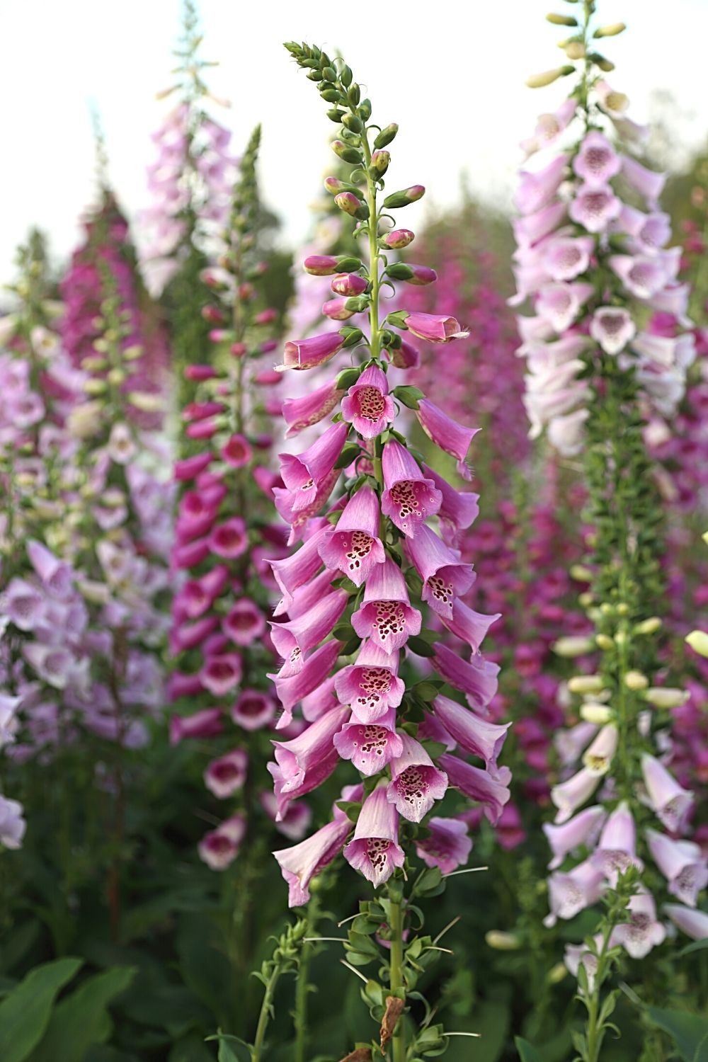 Foxglove