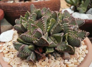 19 Cacti for Beginner Gardeners with Short Guides, Start The Succulent Garden from Now