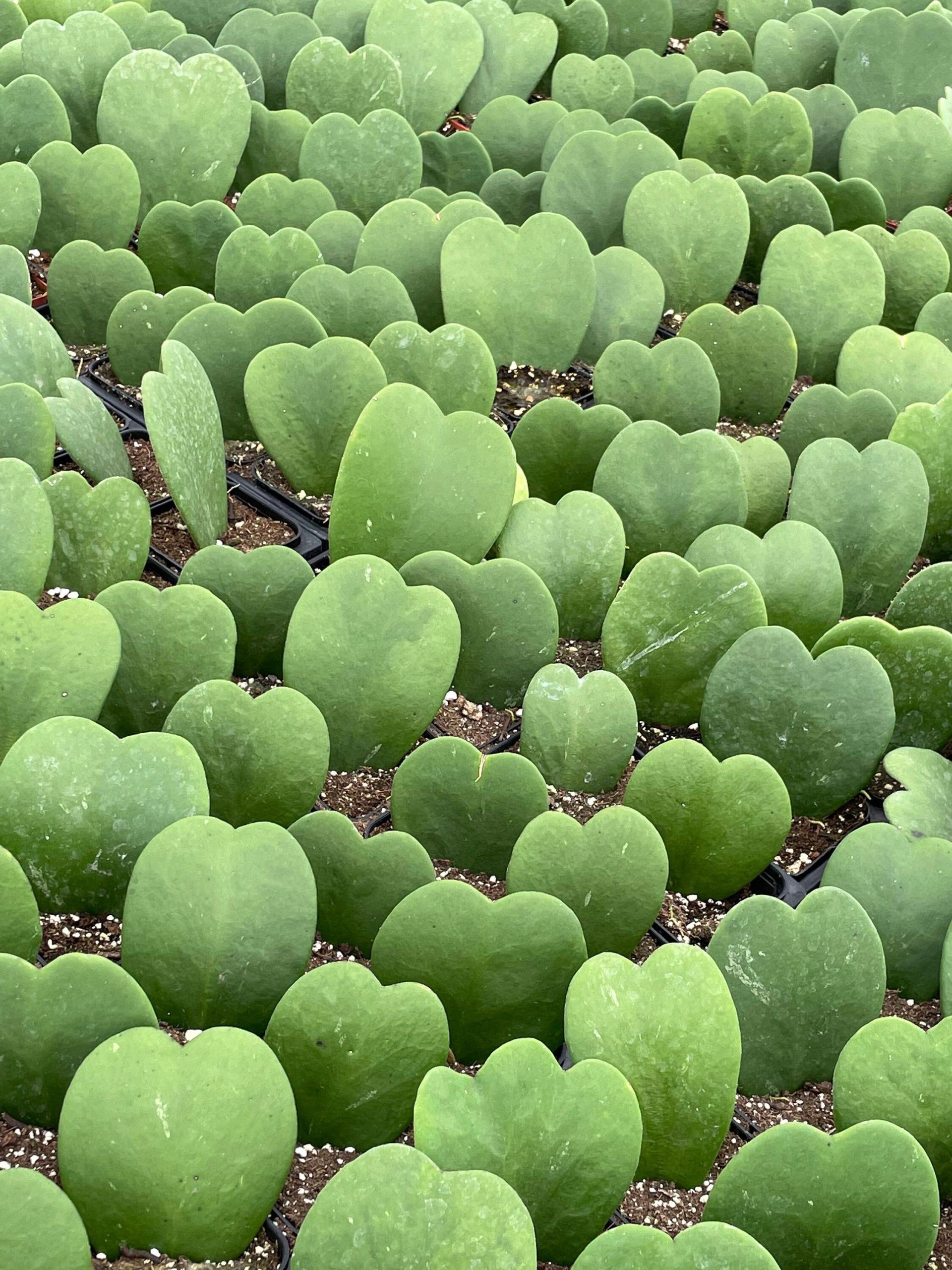 Hoya Heart Cactus
