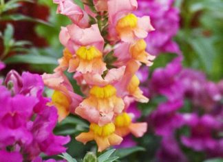 18 Plant Ideas to Design A Cottage Garden in Full Colors