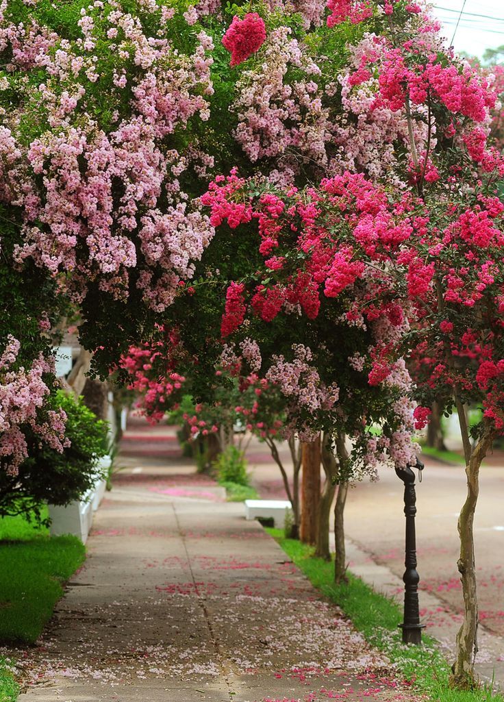 Crape Myrtle