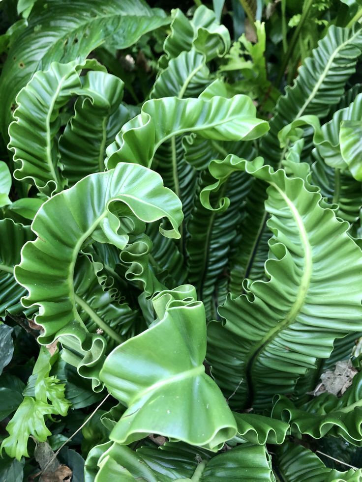 Bird's Nest Fern