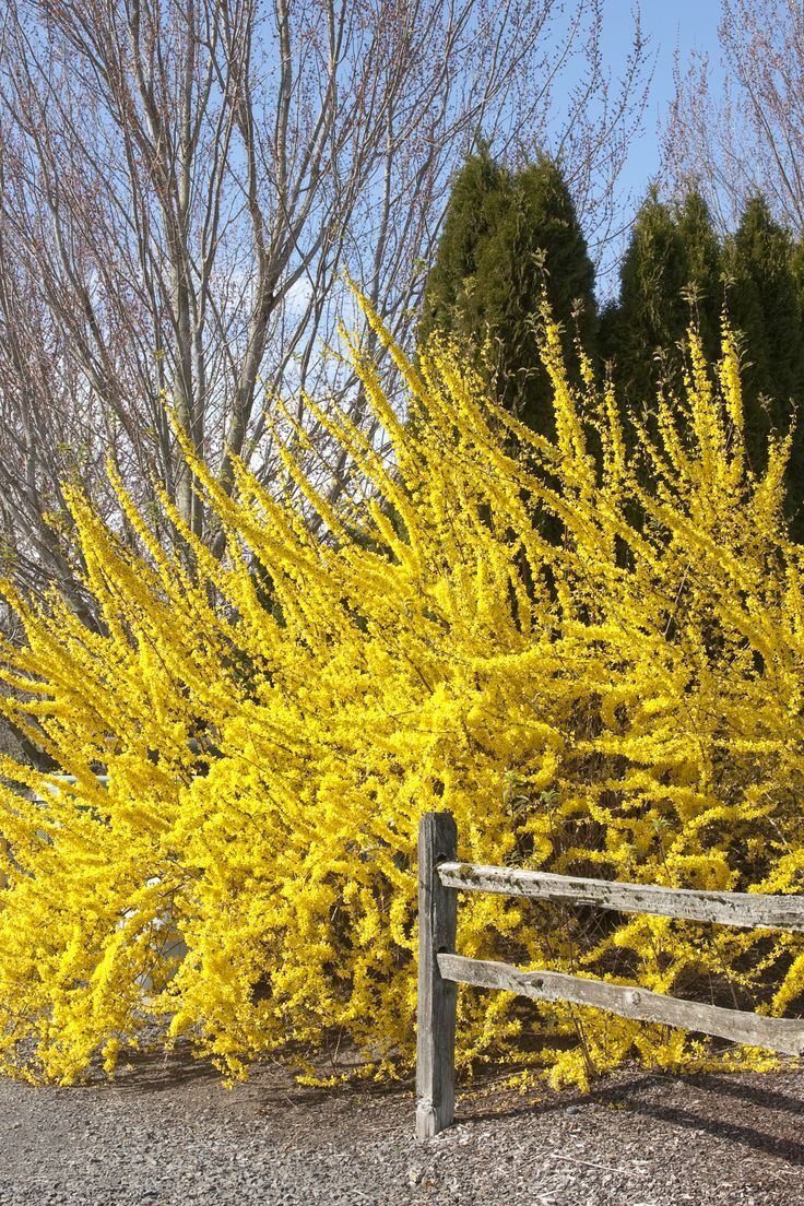 Forsythia