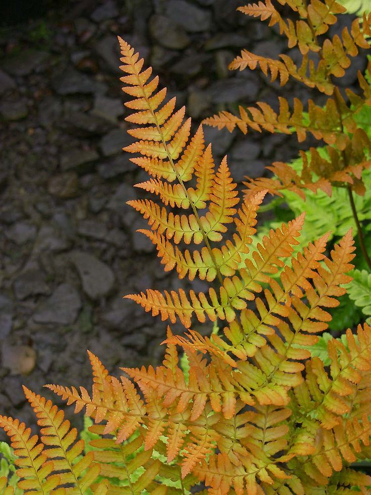 Autumn Fern