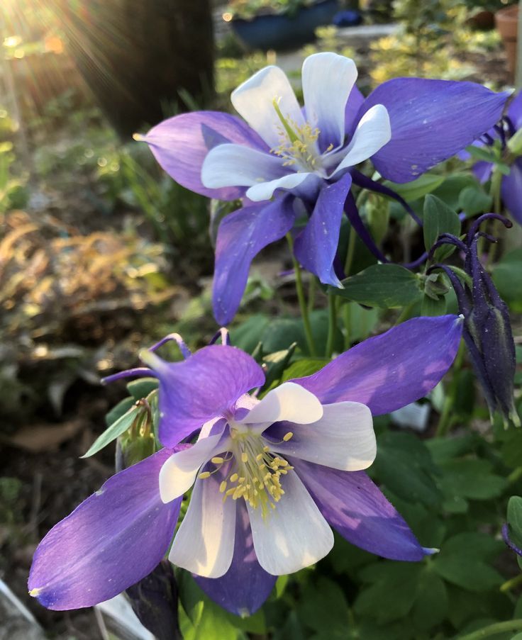 Columbine