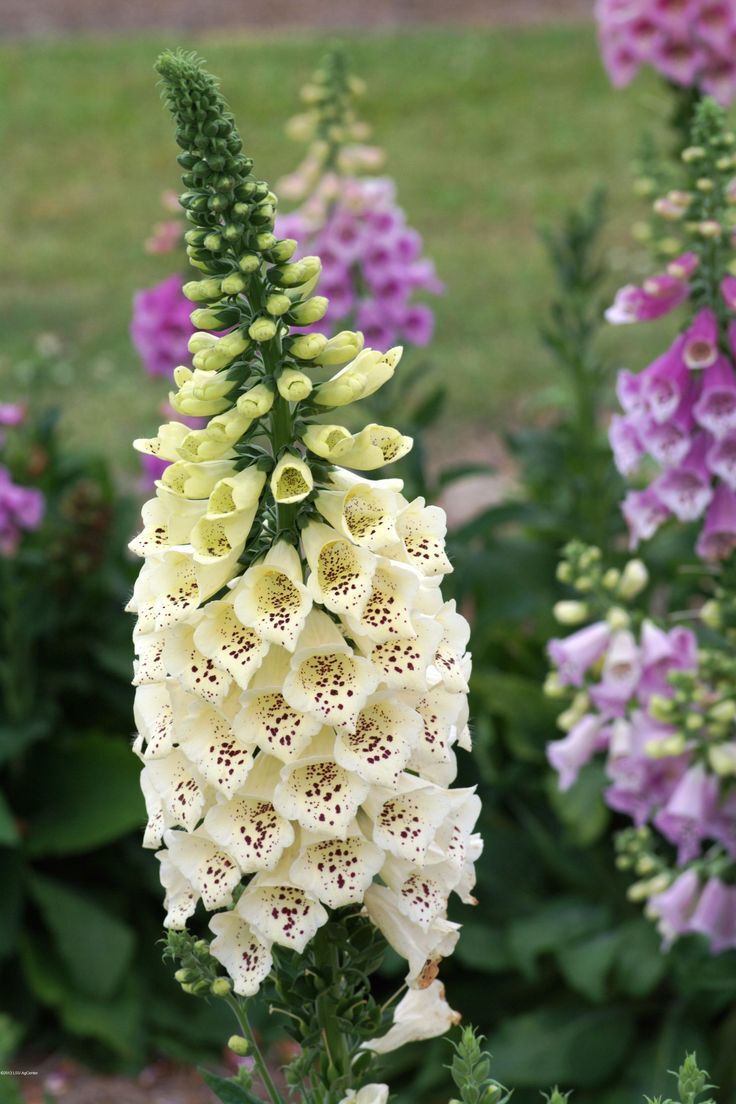 Foxglove