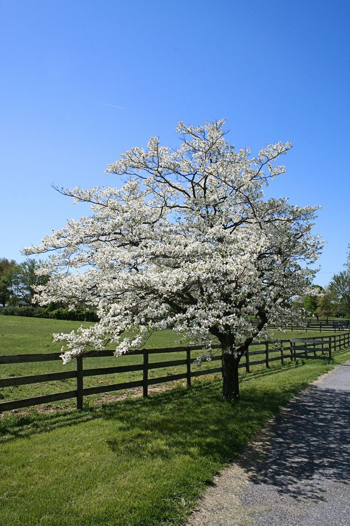 Flowering Dogwood