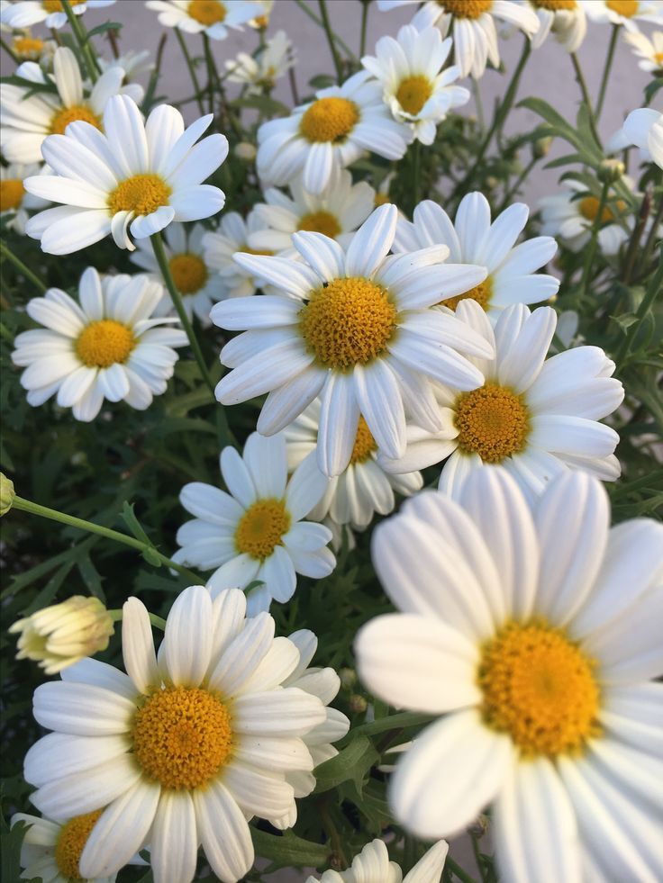 English Daisy